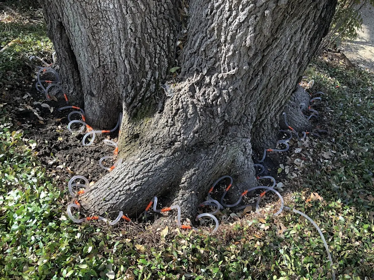 Detailed Tree Cabling and Bracing job site in Westfield